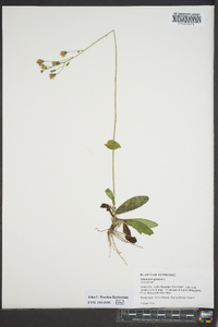 Hieracium gronovii image