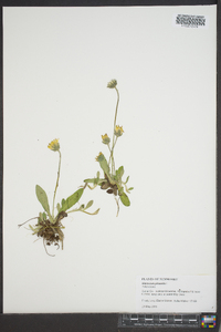 Hieracium pilosella image