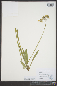 Hieracium piloselloides image