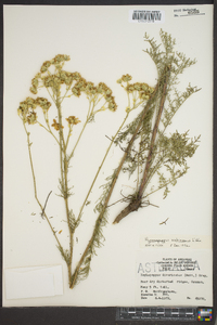 Hymenopappus scabiosaeus image