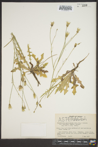 Hypochaeris microcephala var. albiflora image
