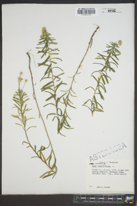 Ionactis linariifolia image