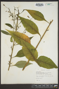 Lactuca floridana image