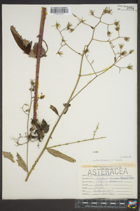 Lactuca floridana image