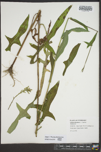 Lactuca floridana image