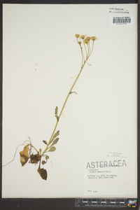 Packera obovata image