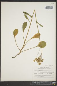 Packera obovata image