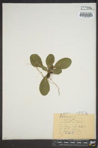 Packera obovata image