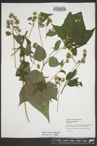 Polymnia canadensis image