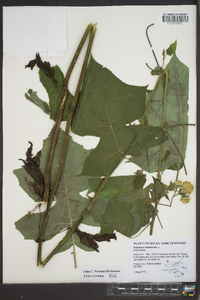 Polymnia canadensis image