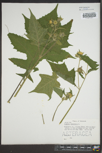 Polymnia canadensis image