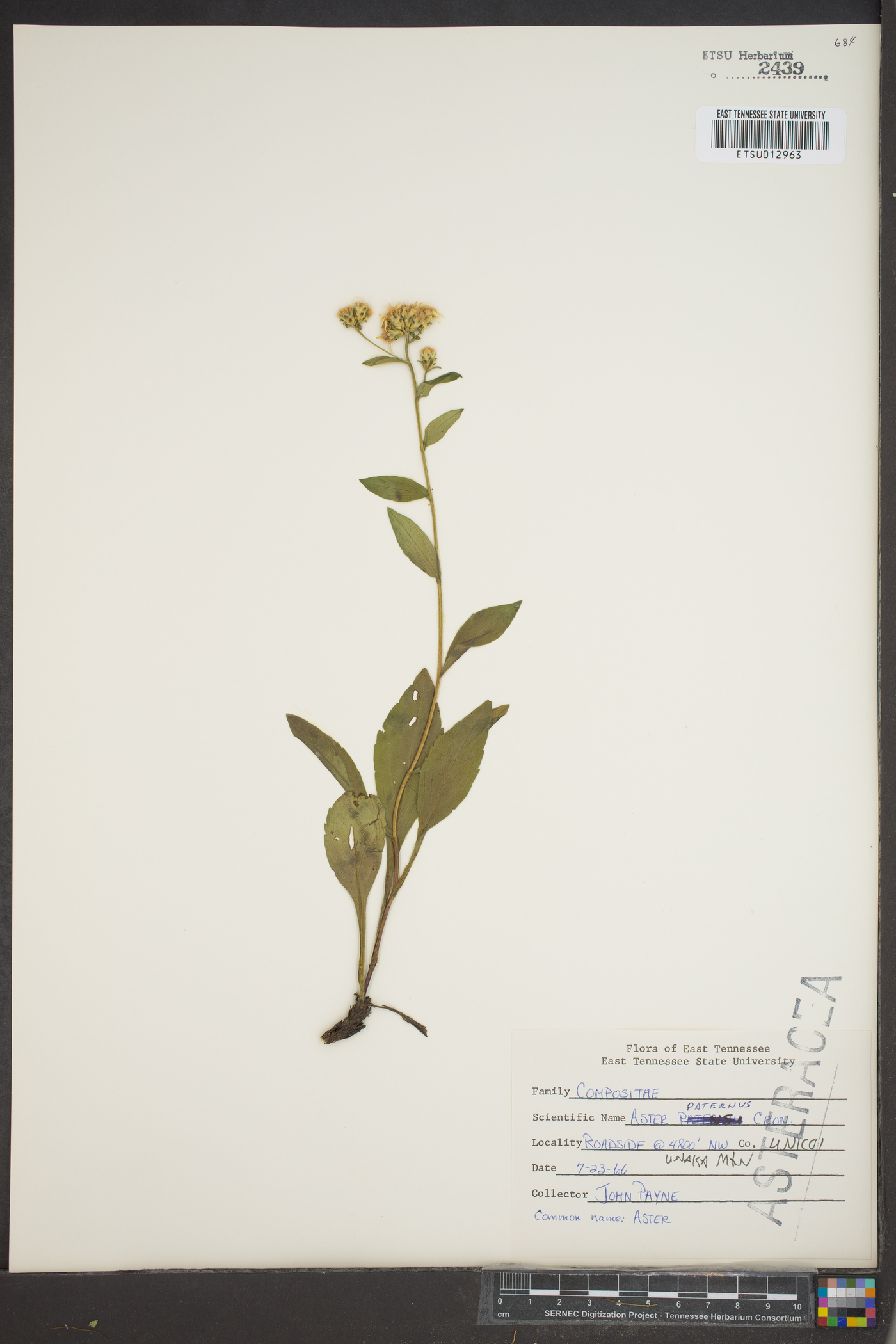 Sericocarpus asteroides image