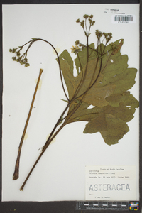 Silphium compositum image