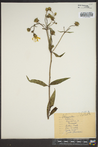 Silphium asteriscus var. trifoliatum image