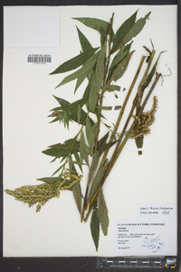 Solidago altissima var. altissima image