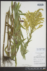 Solidago altissima subsp. altissima image