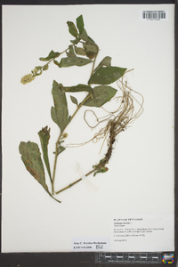 Solidago bicolor image