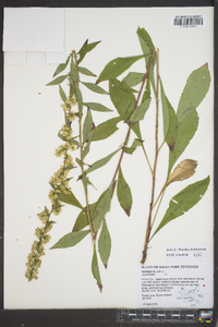 Solidago bicolor image