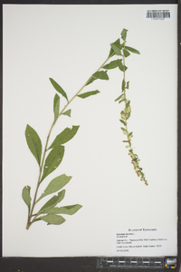 Solidago bicolor image