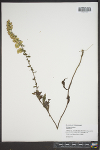 Solidago bicolor image