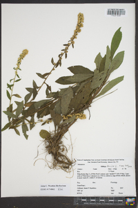 Solidago bicolor image