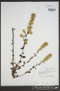 Solidago bicolor image