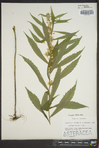 Solidago curtisii image