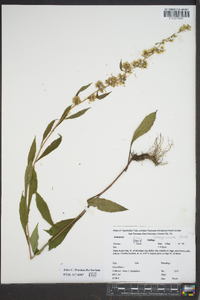 Solidago erecta image