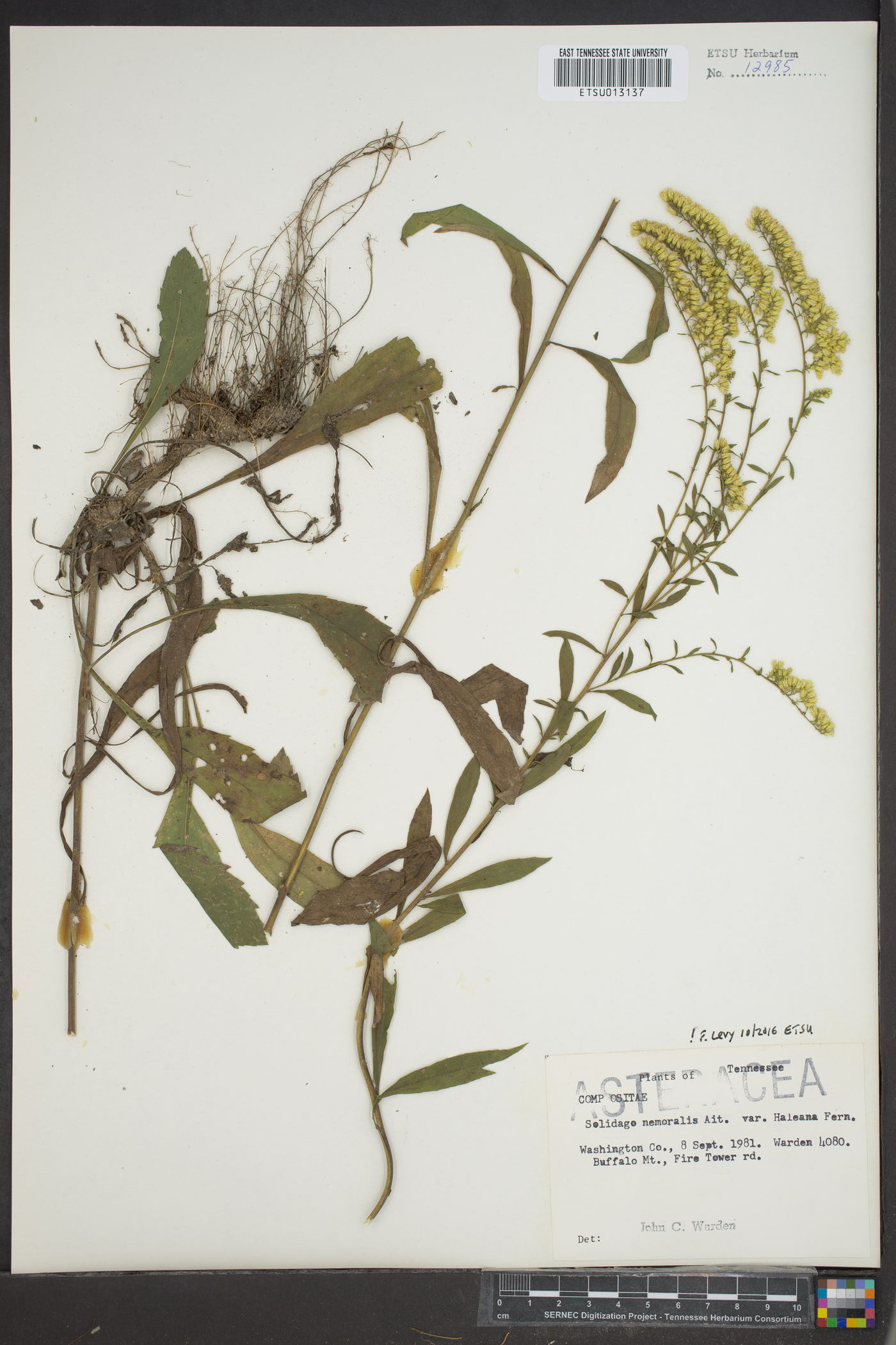 Solidago nemoralis var. haleana image