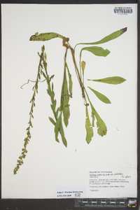 Solidago puberula image