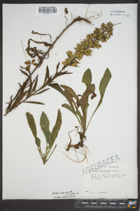 Solidago puberula var. puberula image