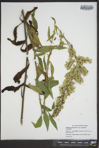 Solidago speciosa image