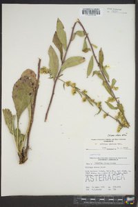 Solidago speciosa image