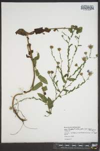 Symphyotrichum patens image