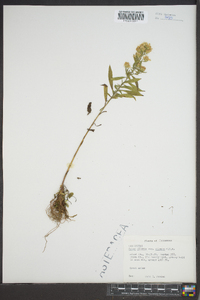 Symphyotrichum pilosum var. pilosum image