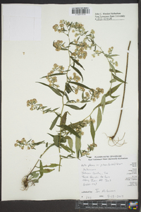 Symphyotrichum pilosum var. pilosum image