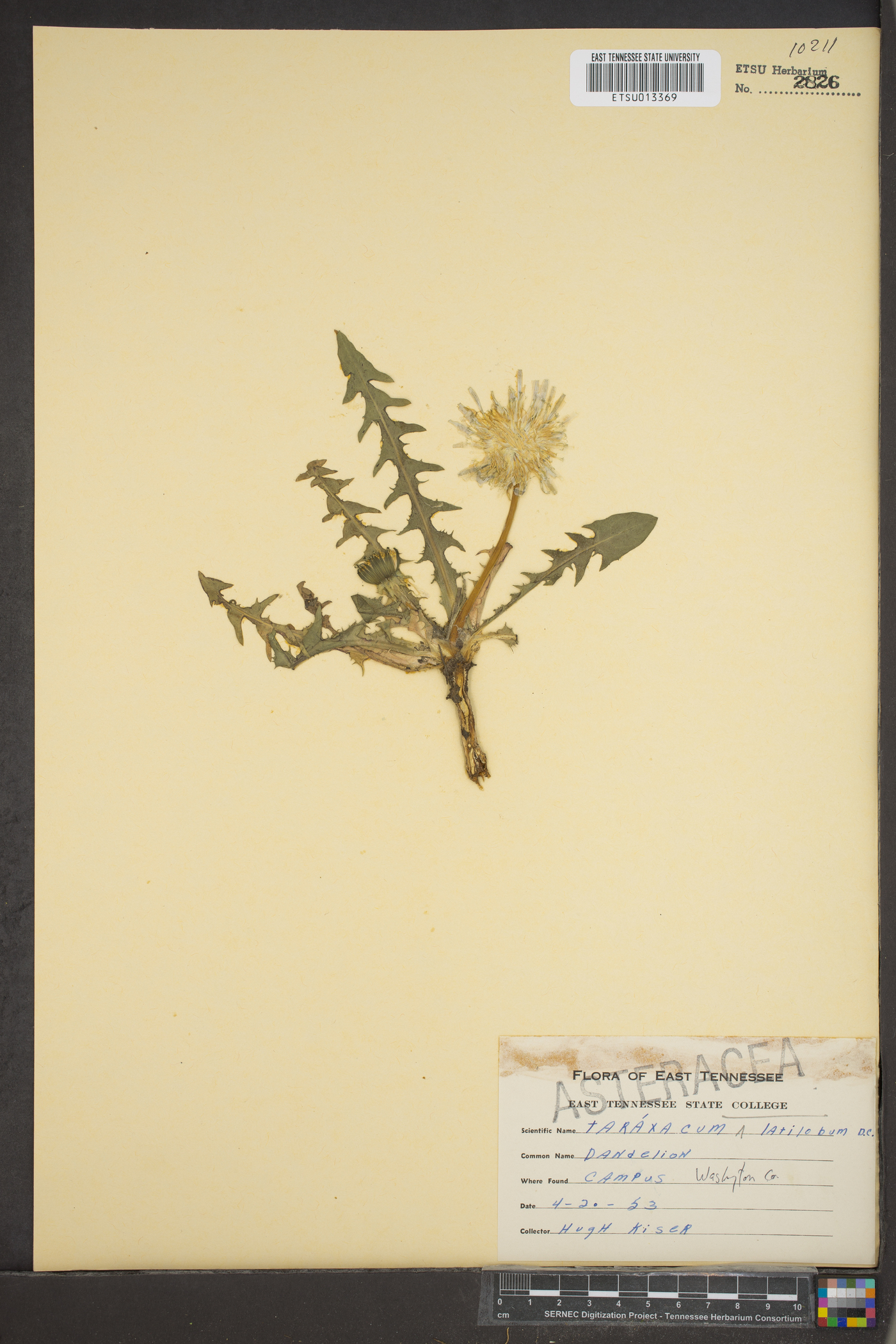 Taraxacum latilobum image