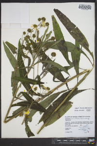 Verbesina alternifolia image