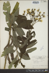 Vernonia glauca image