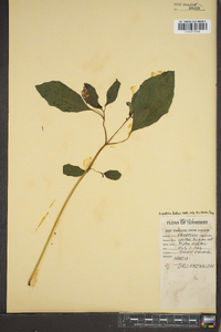 Impatiens biflora image