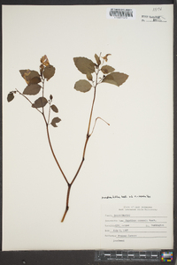 Impatiens biflora image