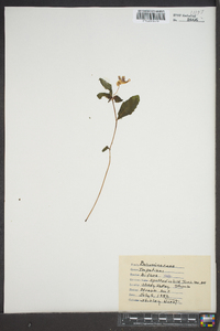 Impatiens biflora image