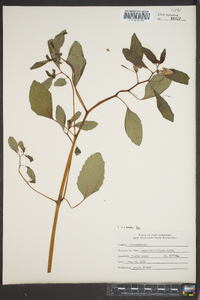 Impatiens biflora image