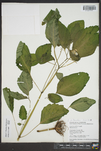 Impatiens pallida image