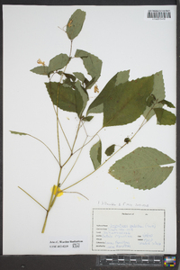 Impatiens pallida image