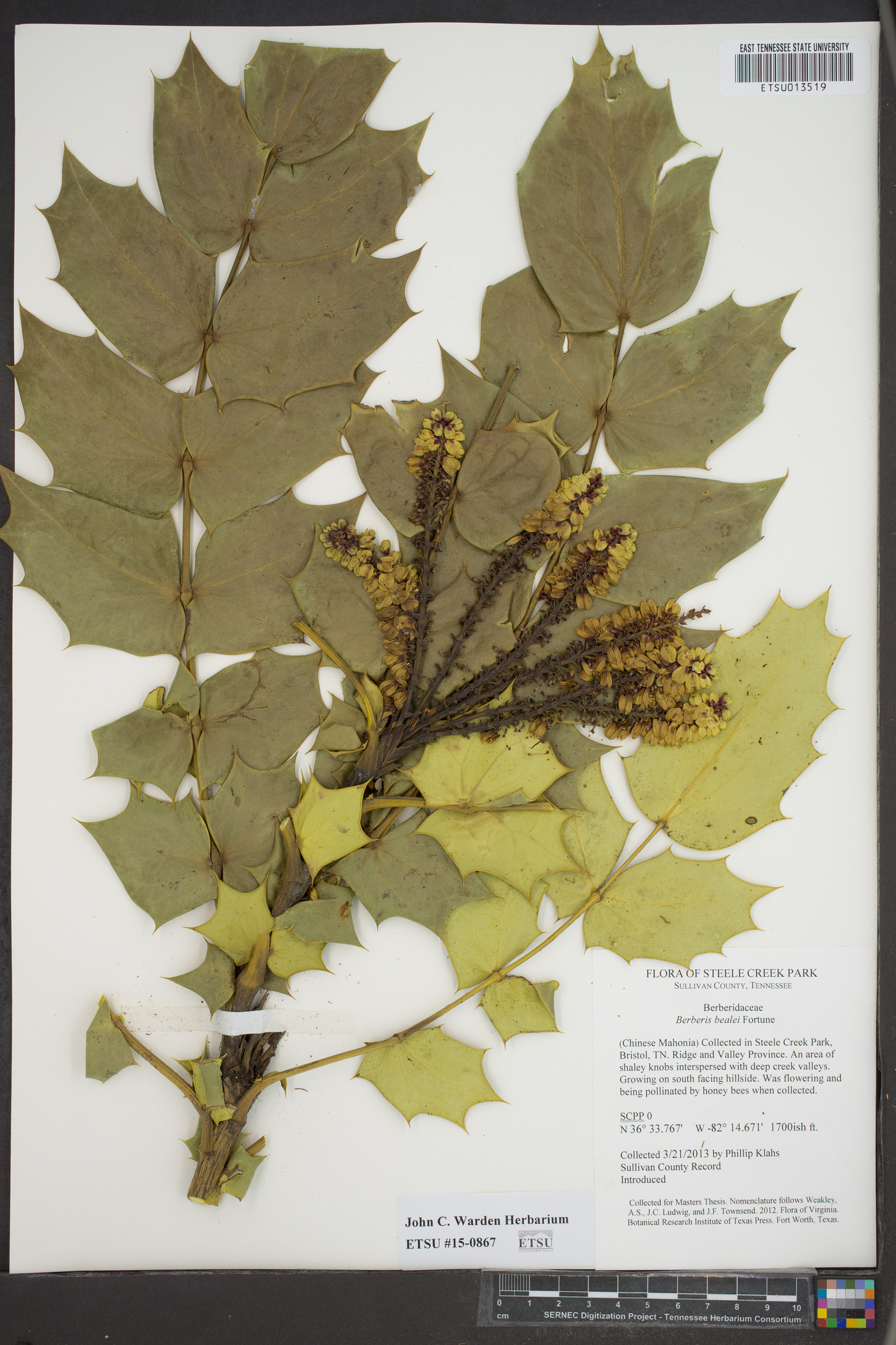 Mahonia bealei image