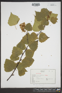 Betula populifolia image