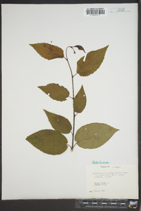 Betula lenta image