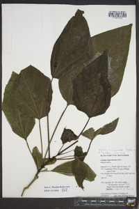 Catalpa bignonioides image