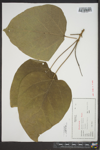 Catalpa speciosa image